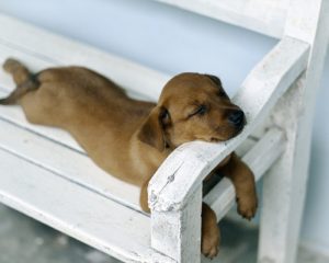 lazy-sunday-dog