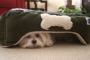 hiding-ninja-funny-dogs-271__605