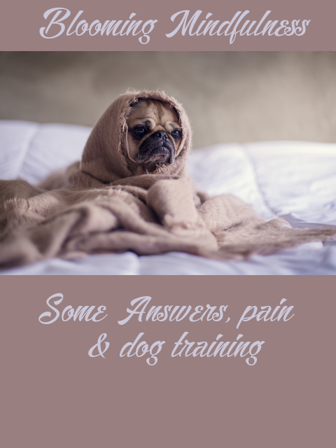 some answers, pain and dog training 