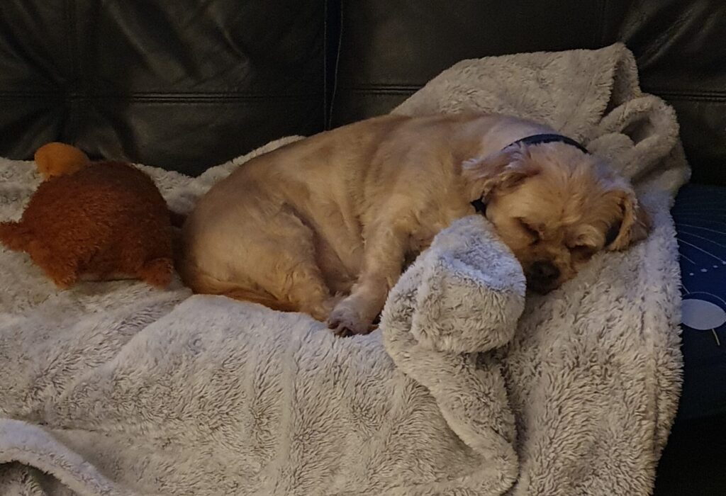 As I watch my dog sleep