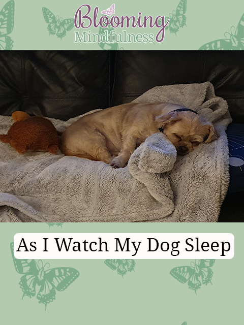as I watch my dog sleep