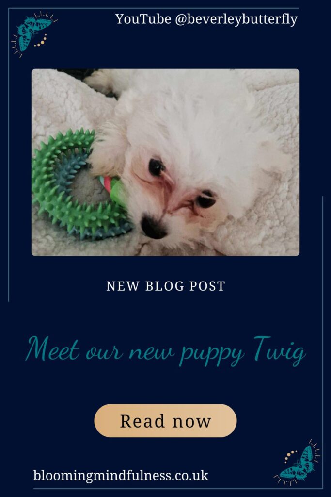 meet our new puppy, Twig