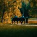 Two people seen from a distance talking on a bench. All around them are beautiful trees in autumnal colours to represent world suicide prevention day