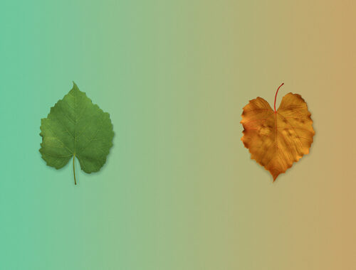 Two leaves are seen against an orange and green gradient background. One leaf is autumnal and brown the other bright green to represent chronic illness, identity and letting go