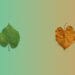 Two leaves are seen against an orange and green gradient background. One leaf is autumnal and brown the other bright green to represent chronic illness, identity and letting go