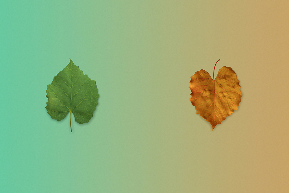 Two leaves are seen against an orange and green gradient background. One leaf is autumnal and brown the other bright green to represent chronic illness, identity and letting go